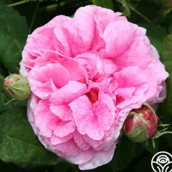 Duchesse de Rohan><noscript><img width=