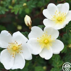 Dunwich Rose>Heirloom Roses New