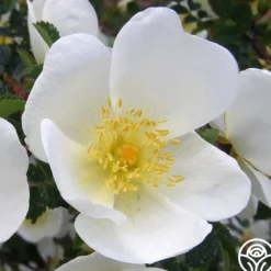 Dunwich Rose><noscript><img width=