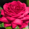 Dupuy Jamain>Heirloom Roses Hot