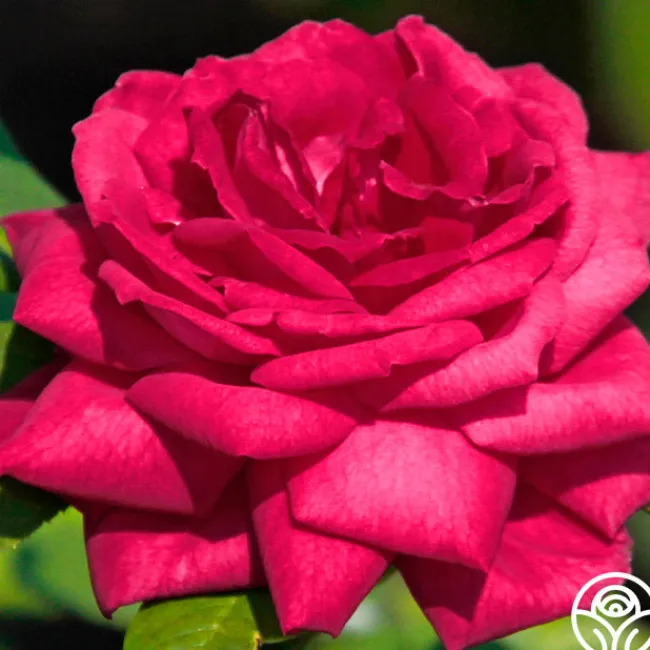 Dupuy Jamain>Heirloom Roses Hot