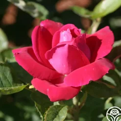 Dupuy Jamain>Heirloom Roses Hot