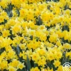 Dutch Master>Heirloom Roses Sale