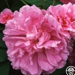 Dutch Provence><noscript><img width=