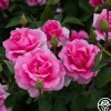 Earth Song>Heirloom Roses Outlet