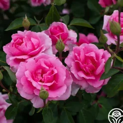 Earth Song>Heirloom Roses Outlet