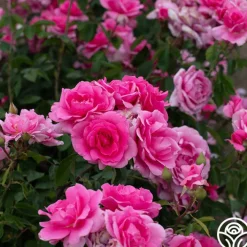 Earth Song>Heirloom Roses Outlet