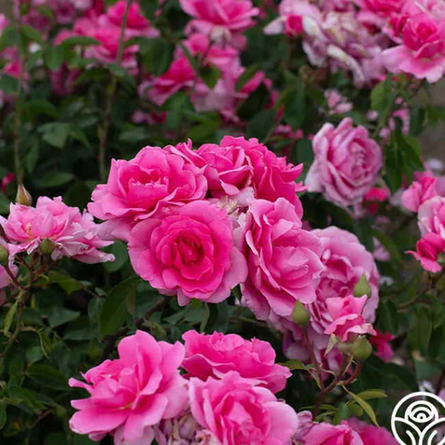 Earth Song>Heirloom Roses Outlet