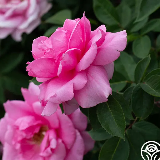 Earth Song>Heirloom Roses Outlet