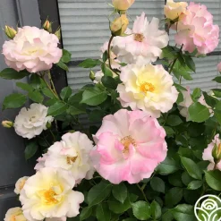Easter Basket™><noscript><img width=