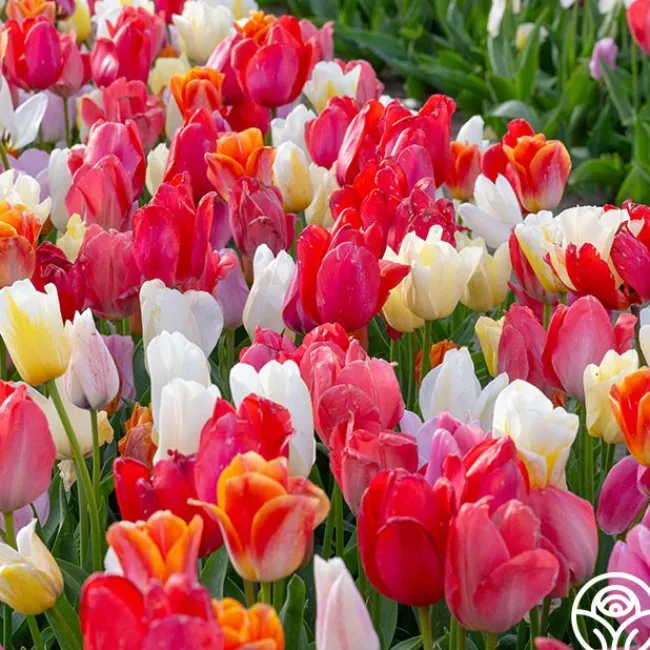 Easter Egg Mix>Heirloom Roses Discount