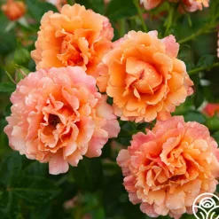 Easy Does It™>Heirloom Roses Online