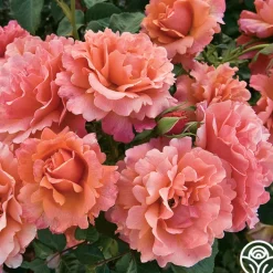 Easy Does It™>Heirloom Roses Online
