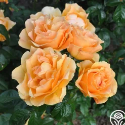 Easy Going™>Heirloom Roses Outlet