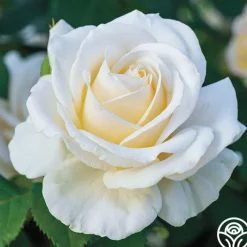 Easy Spirit™>Heirloom Roses New