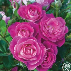 Easy To Please™>Heirloom Roses