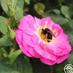 Easy To Please™>Heirloom Roses