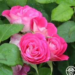 Easy To Please™><noscript><img width=