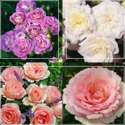 Easy-To-Grow Collection II>Heirloom Roses Online
