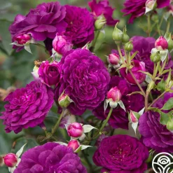 Ebb Tide™>Heirloom Roses Outlet