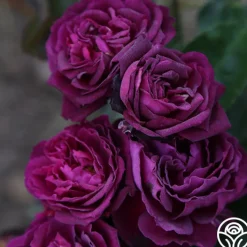 Ebb Tide™><noscript><img width=