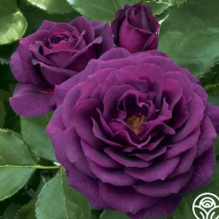 Ebb Tide™><noscript><img width=