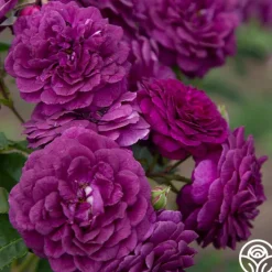Ebb Tide™><noscript><img width=