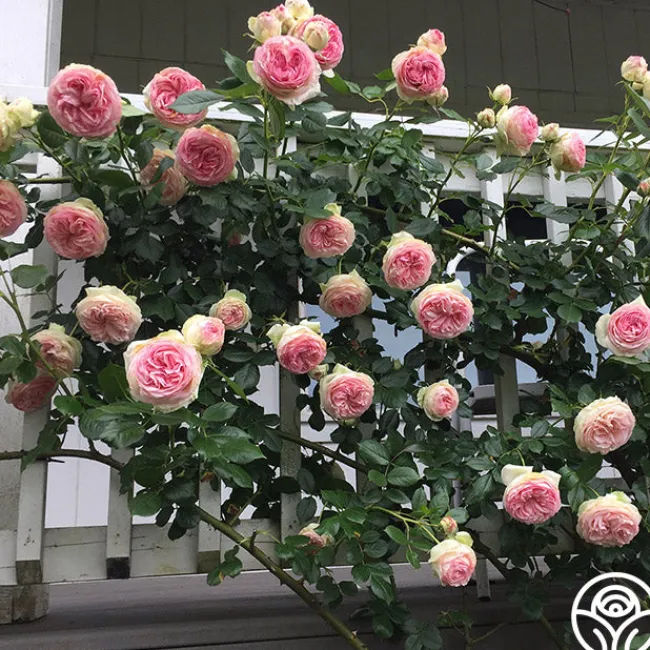 Eden Climber®>Heirloom Roses Hot