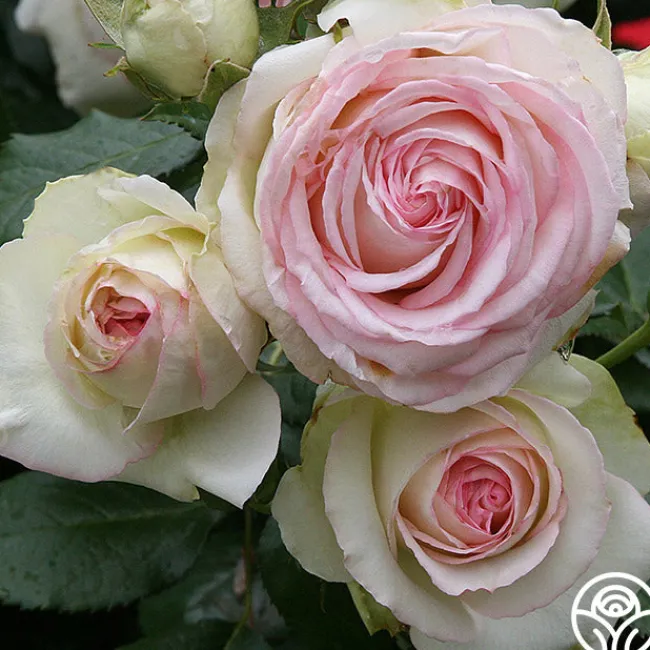 Eden Climber®>Heirloom Roses Hot