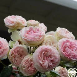Eden Climber®><noscript><img width=