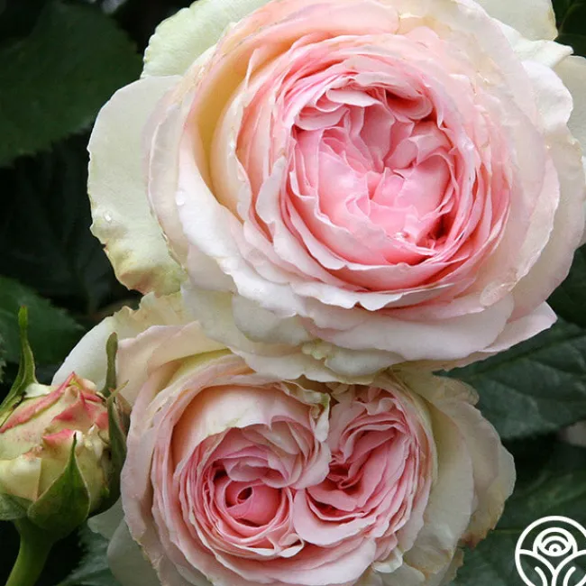 Eden Climber®>Heirloom Roses Hot