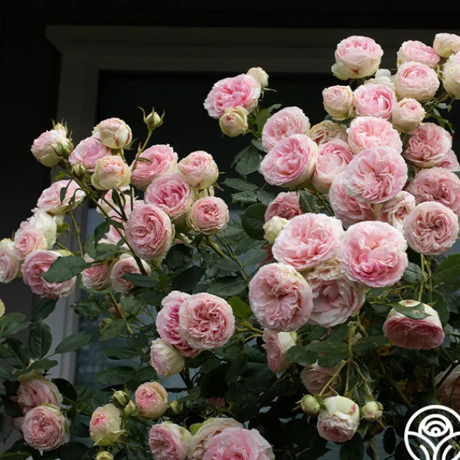 Eden Climber®>Heirloom Roses Hot