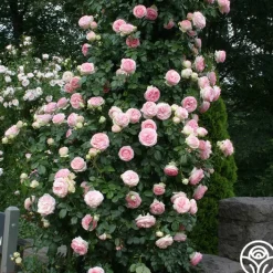 Eden Climber®><noscript><img width=