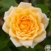 Edith's Darling™>Heirloom Roses Online
