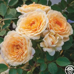 Edith's Darling™>Heirloom Roses Online