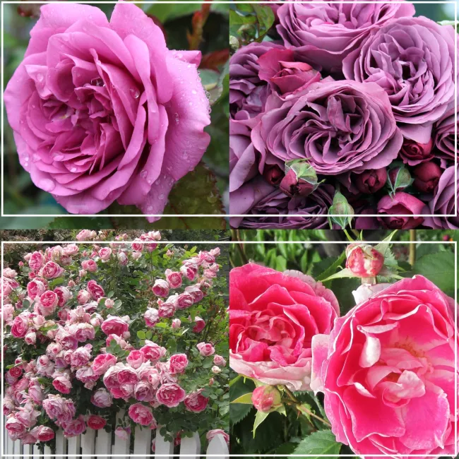 Effortless Collection>Heirloom Roses Hot