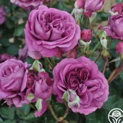 Effortless Collection>Heirloom Roses Hot
