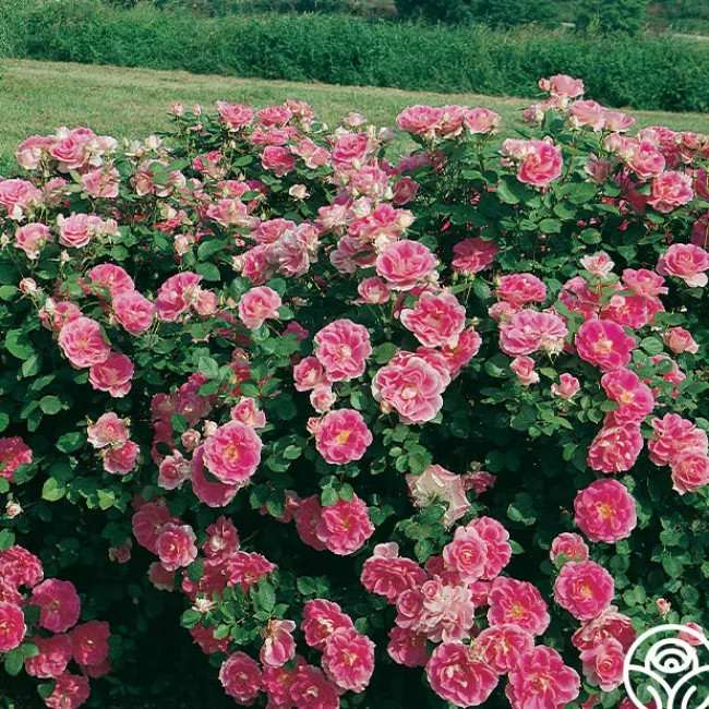 Effortless Collection>Heirloom Roses Hot