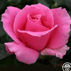 Eiffel Tower>Heirloom Roses Best