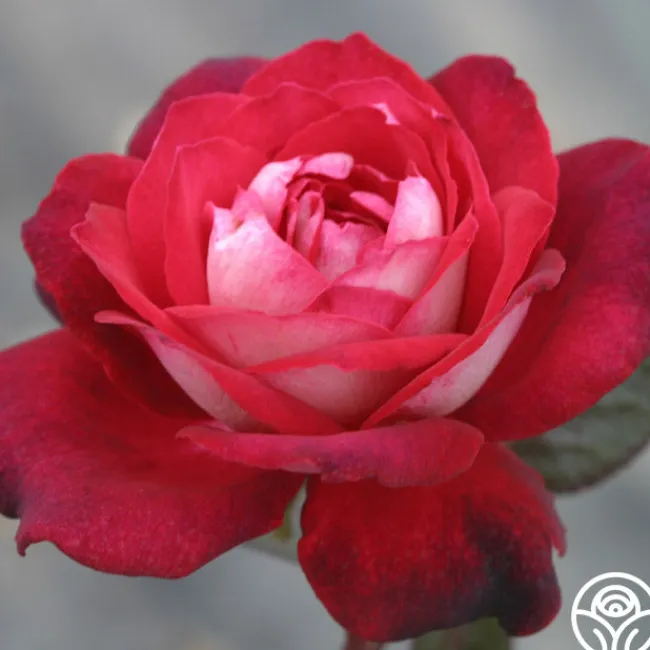 El Catala>Heirloom Roses New