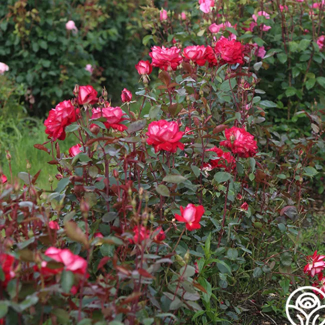 El Catala>Heirloom Roses New