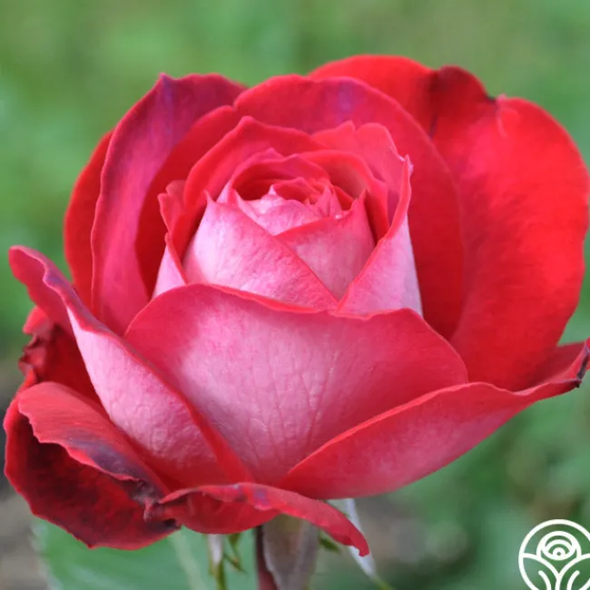 El Catala>Heirloom Roses New