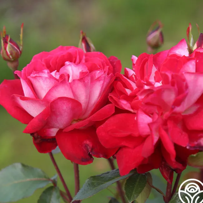 El Catala>Heirloom Roses New