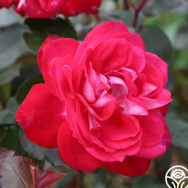 El Catala>Heirloom Roses New
