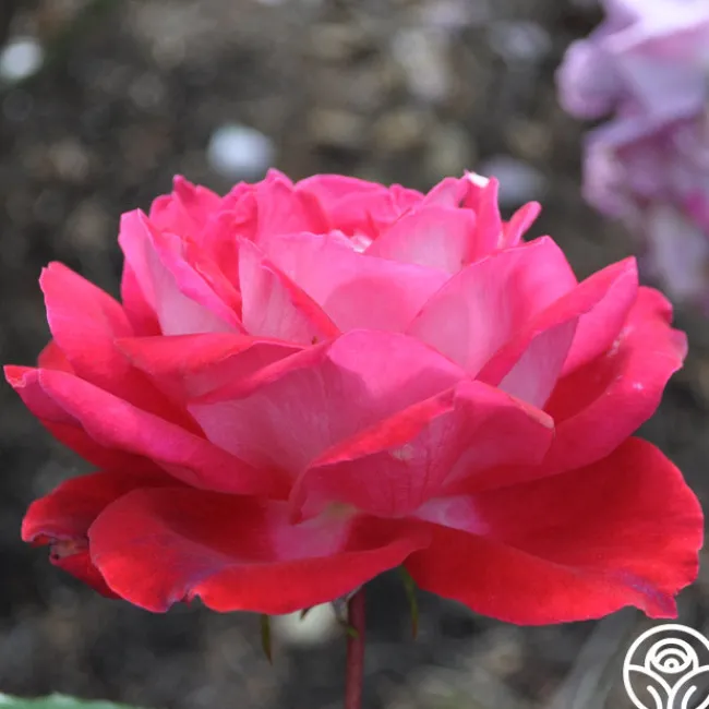 El Catala>Heirloom Roses New
