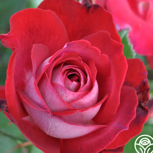 El Catala>Heirloom Roses New