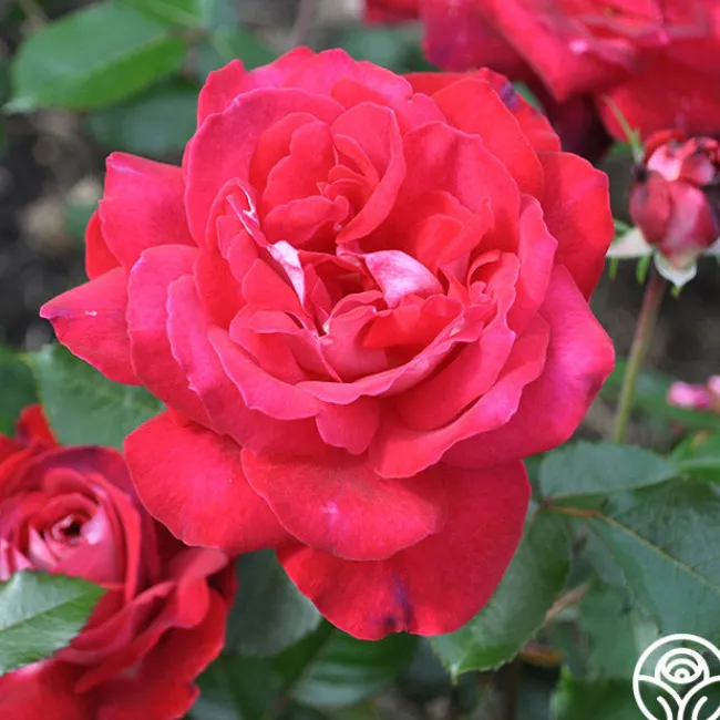 El Catala>Heirloom Roses New