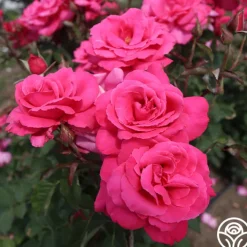 Electron®>Heirloom Roses Best