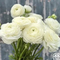 Elegance Bianco 200b>Heirloom Roses Best