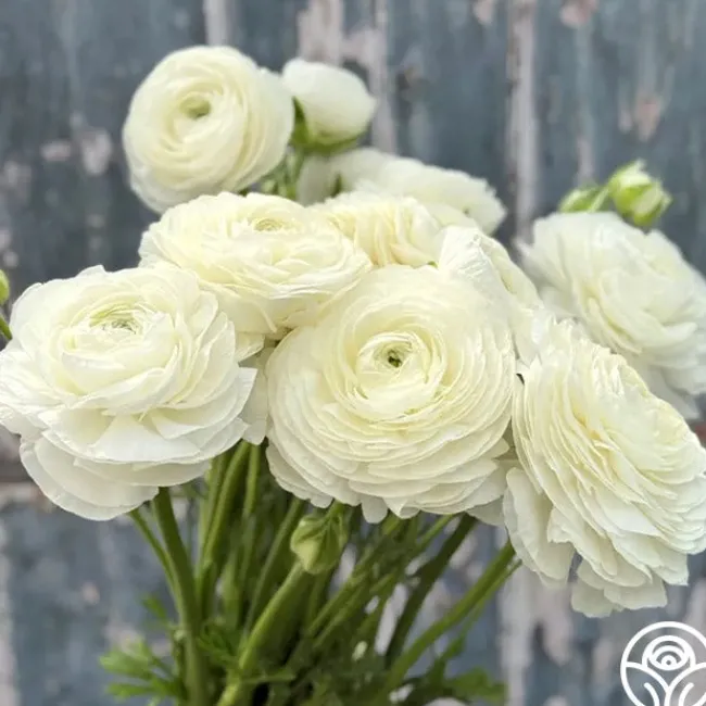 Elegance Bianco 200b>Heirloom Roses Best